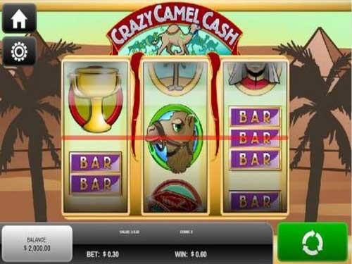 크레이지 카멜 캐시 Crazy Camel Cash