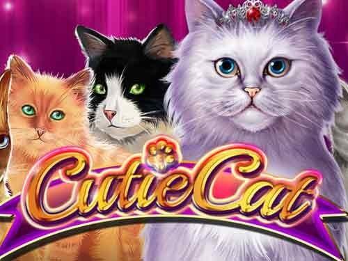 큐티 캣 Cutie Cat