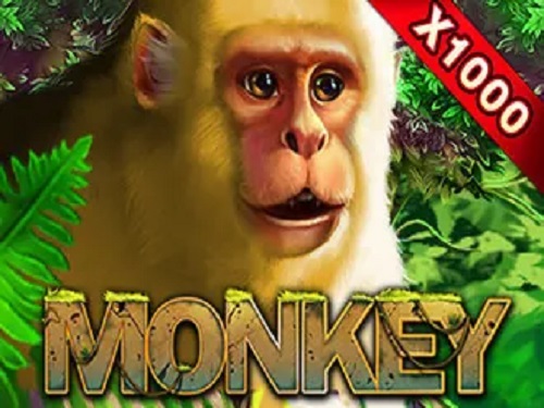 몽키 Monkey