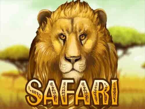 사파리 Safari