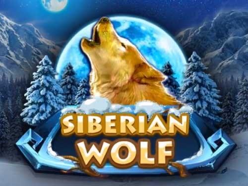 시베리안 울프 Siberian Wolf