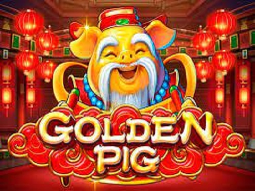골든 피그 Golden Pig
