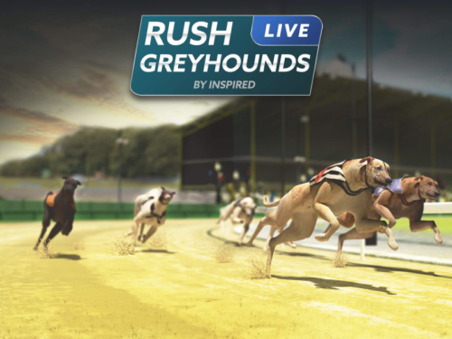 러시 그레이하운즈 라이브 Rush Greyhounds Live