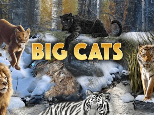 빅 캐츠 Big Cats
