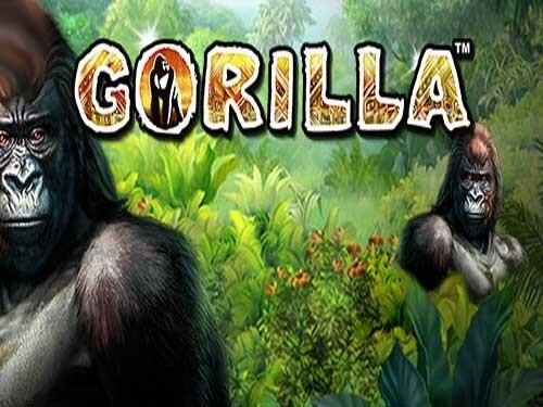 고릴라 Gorilla