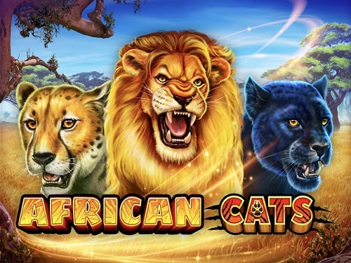 아프리칸 캣츠 African Cats