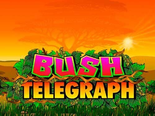 부시 텔레그래프 Bush Telegraph