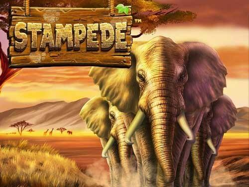 스탬피드 Stampede