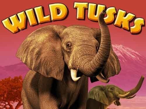 와일드 터스크스 Wild Tusks