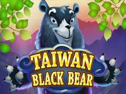 타이완 블랙 베어 Taiwan Black Bear