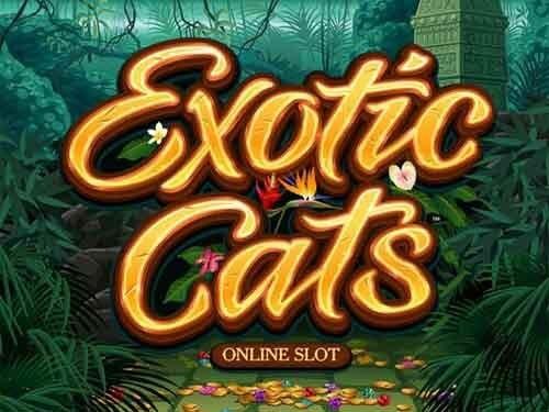 엑조틱 캣츠 Exotic Cats