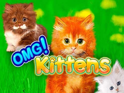 오엠지 키튼스 OMG Kittens