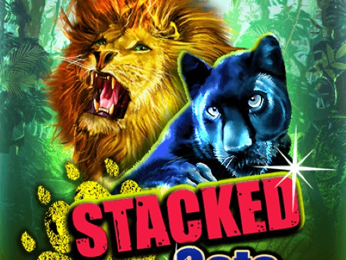 스택드 캣츠 Stacked Cats