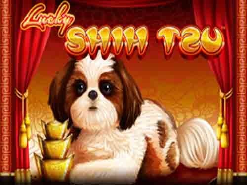 럭키 시추 Lucky Shihtzu