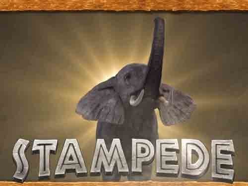 스탬피드 Stampede
