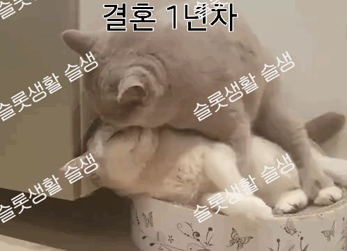 3ed59ecfaa806aa8080fd75fe3dd7e71_1791606426_343.gif